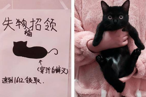 梦境解析，三只猫咬手之兆，寓意何在？