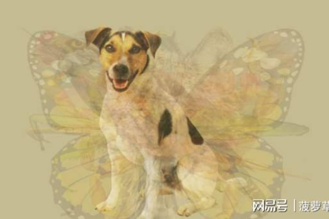 梦境交织，梦见已逝亲人与险遭狗咬的深层解析
