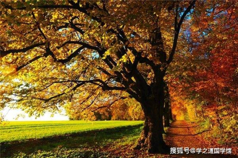 梦见堂屋长了棵树，解读梦境中的生命之树与家庭象征