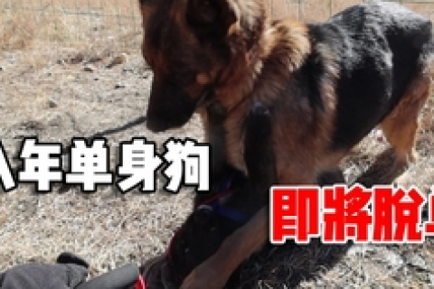 梦回生死轮回，家犬的奇妙重生之旅