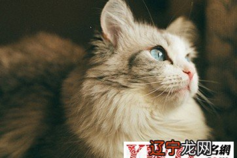 梦见猫会开口说话，梦境背后的深层含义与解析
