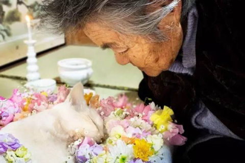 梦见想给死去的奶奶买吃的但没买成就醒了，对逝去亲人的怀念与未竟心愿的解读