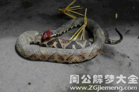 梦境追踪，黑色蛇影的深层寓意与心理解析