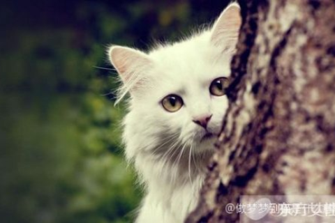 梦见我抱着一只大肥猫，解读梦境中的温馨与寓意