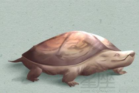 梦境解析，为何梦到好多小乌龟到处爬，且头上都是？