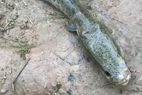梦境探秘，梦见十几斤大黑鱼钻近石桥洞的意义与启示