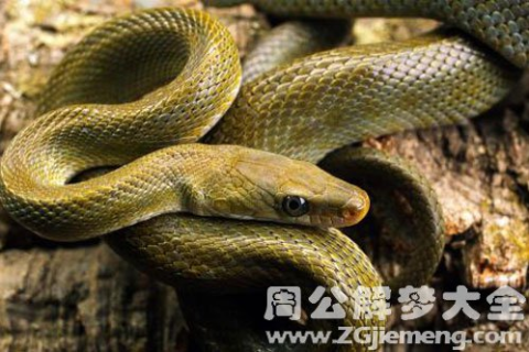 梦境的警示，解析梦到被蛇咬的深层含义与心理启示