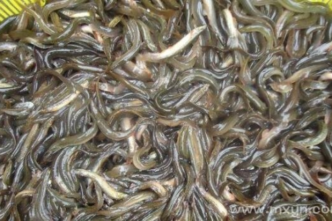女人梦到泥鳅，潜藏的水中精灵与梦境的预兆解析