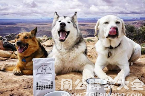 做梦梦到狗咬我腿，梦境背后的深层含义与解析