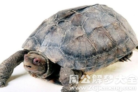 梦见王八，探寻梦境背后的深层预兆