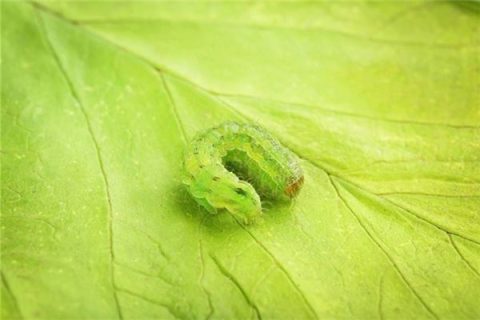 周公解梦，饭里虫多，满腹爬满，寓意何解？