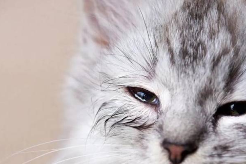 周公解梦，梦见猫哭，情感纠葛与内心波动的预兆