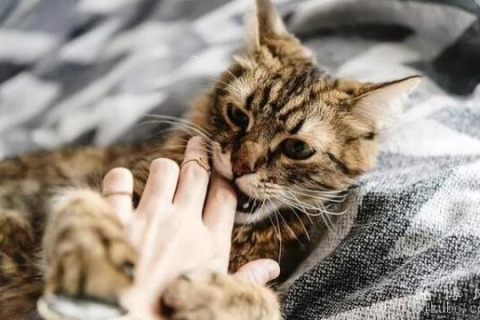 拜托各位帮我解解梦，梦到被猫抓的深层含义与心理解析