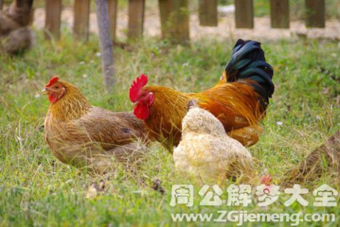 周公解梦，梦见上厕所看见里面有鸡和猪，寓意何在？