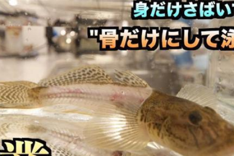 周公解梦，梦见鱼——先见死鱼后捉活鱼，寓意何在？