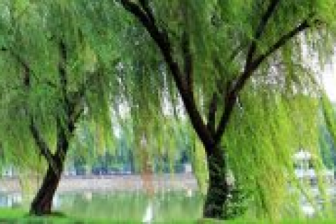 梦境解析，梦见自己在一棵据断树上，附近也有一棵据断的树，自己都不清楚怎么下
