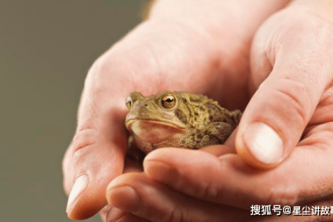 梦境交织，探索梦见蟾蜍蛇蜥蜴还被蟾蜍咬住不放的深层含义与心理解析