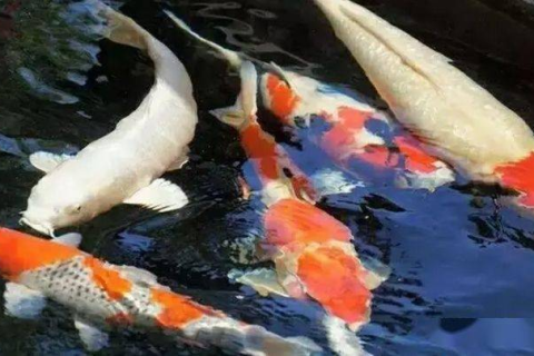 梦中奇遇，鱼入腹的深层寓意与心理解析