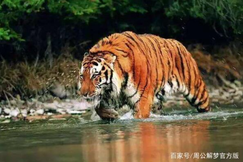 梦境中的猛兽，解析梦到老虎追着我来咬的深层含义
