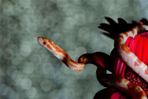 梦境解析，梦见粉色的花蛇被我一脚蹬开