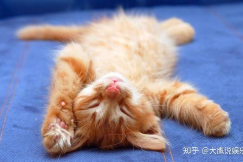 做梦梦见猫，探索梦境背后的深层含义