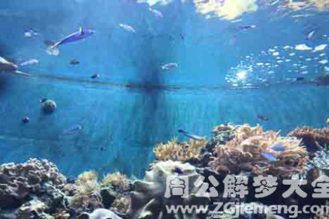 梦见大鱼咬我，梦境背后的深层含义与解析