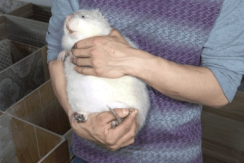 梦见猪死了是白色的，解读梦境中的深层含义与象征