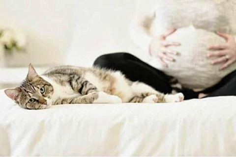 怀孕了梦见猫预示生男生女，梦境与现实的交织