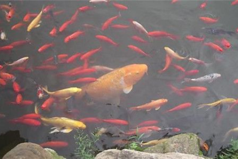 梦到大鱼吃小鱼，寓意解析与梦境启示
