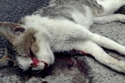 做梦梦到死猫，梦境背后的深层含义与心理解析