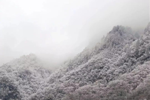 梦见抓鱼是什么征兆？周公解梦为你揭秘梦境背后的深意