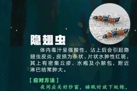 梦境奇遇，从抓乌龟到遭遇虫咬的深层解析