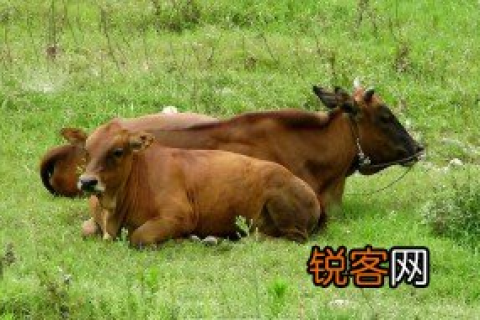 梦见几头牛拴着屎尿满地，解读梦境中的隐喻与启示