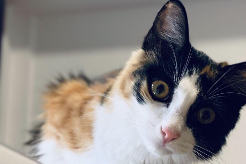 梦见别人吃猫，梦境背后的深层含义与心理解析