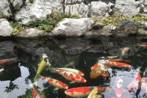 梦见鱼塘里有很多鱼，一场关于富足与成长的梦境解析