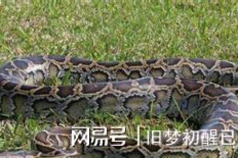 梦到好多条大蛇，深层梦境解析与心理暗示