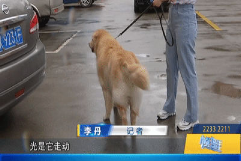 梦境解析，为何会梦到被狗追来追去？