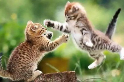 梦到和猫猫打架，探索梦境背后的深层含义与心理解析