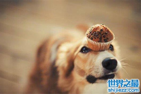 梦见狗，解读梦境中的忠诚与守护