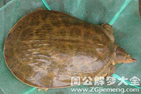 昨晚上我梦见甲鱼，好运的预兆？解析梦境中的甲鱼、购买与杀戮