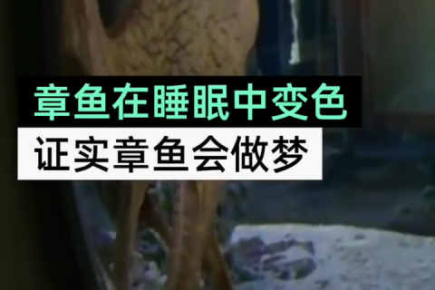 做梦梦到被蛇咬了是什么征兆？解读梦境中的隐秘信息