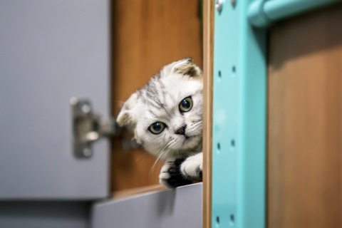 梦见猫，探索梦境中的神秘访客