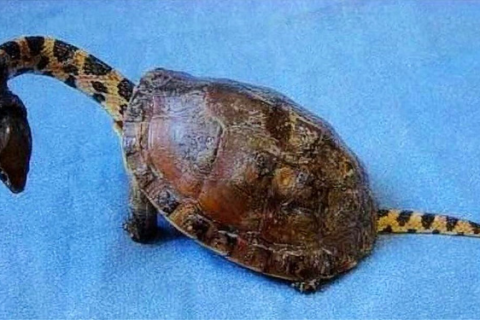 梦境交织，梦见乌龟与蛇的深层寓意与心理解析