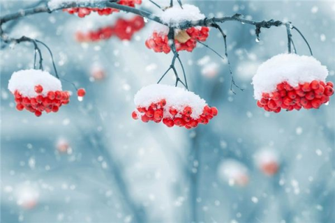 梦见下雪和已故亲人，梦境中的温情与哀思