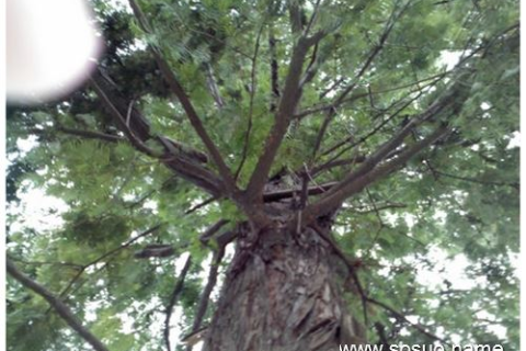 梦见狗从窗户中跑出去咬人，梦境背后的深层解析与心理启示