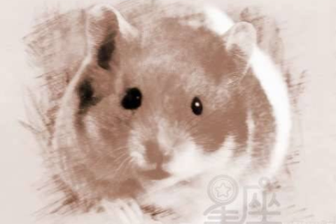 做梦打死一只老鼠，解读梦境背后的深层含义