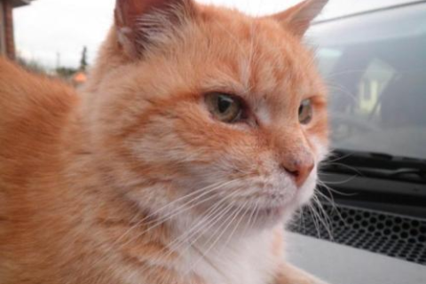 梦见大黄猫，解读梦境中的神秘象征与内心启示