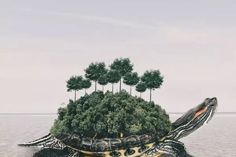 梦境解析，三只乌龟的奇幻之旅