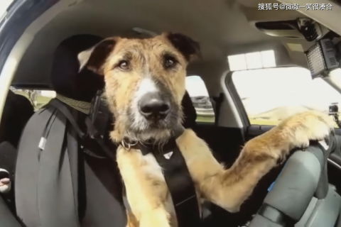 晚上做梦梦到被狗狗咬了，解读梦境背后的深层含义