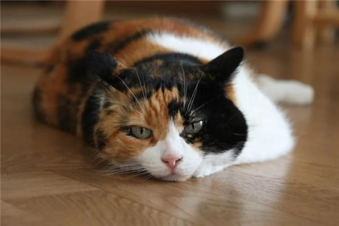 孕妇梦境中的哀歌，解读梦见猫被砍成两半死去的深层含义